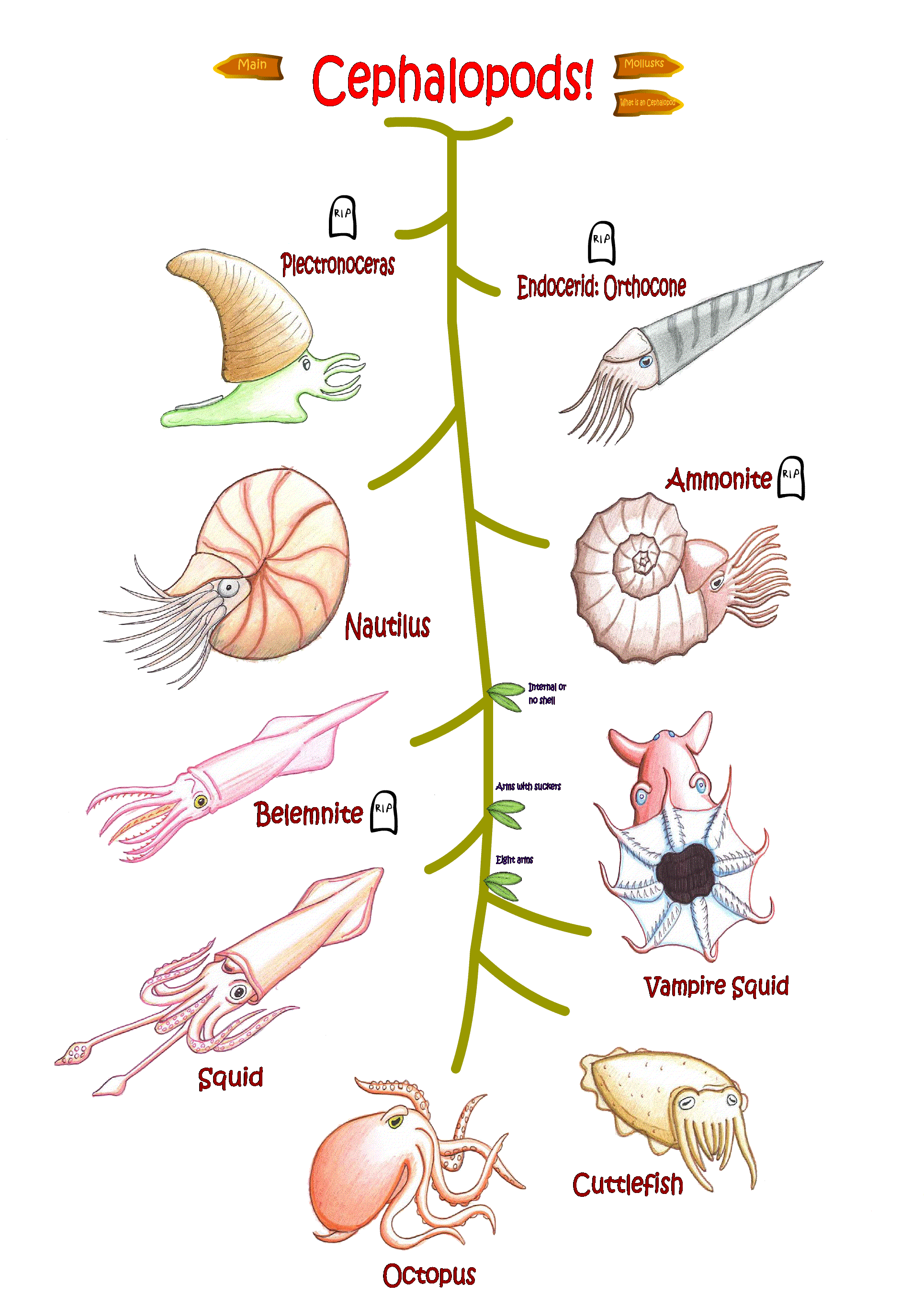 Class Cephalopoda