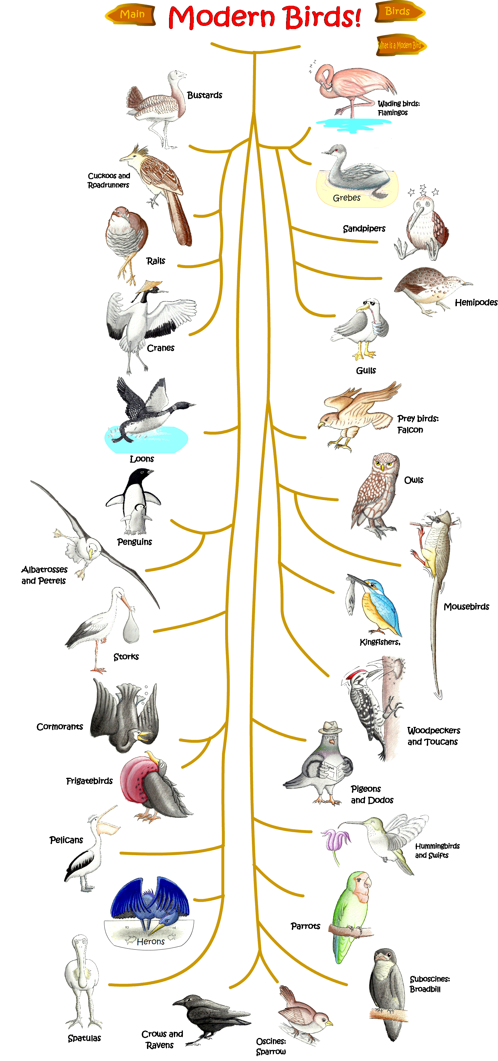 family neoaves