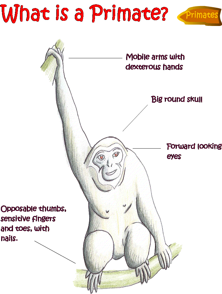 What is a Primate